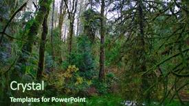  Presentation with old growth - PPT theme having fern stump - view of old growth rain background and a tawny brown colored foreground