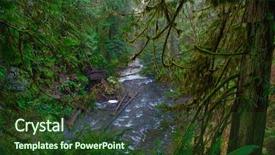  Presentation with old growth - Theme featuring fern stump - view of old growth rain background and a tawny brown colored foreground