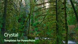  Presentation with old growth - Cool new PPT theme with fern stump - view of old growth rain backdrop and a tawny brown colored foreground