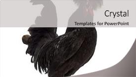  Presentation with healthy workplace full length side view - Cool new PPT layouts with view of polish rooster crow backdrop and a light gray colored foreground