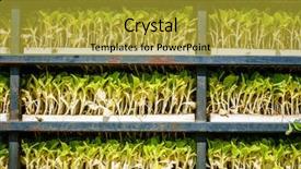  Presentation with tobacco - PPT theme having view of racks with tobacco background and a yellow colored foreground