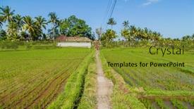  Presentation with rice fields - Presentation design enhanced with view-of-rice-fields-detail background and a gold colored foreground
