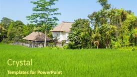  Presentation with rice fields - Audience pleasing presentation theme consisting of view-of-rice-fields-detail backdrop and a tawny brown colored foreground