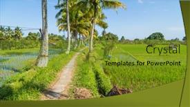  Presentation with rice fields - Colorful presentation theme enhanced with view-of-rice-fields-detail backdrop and a gold colored foreground