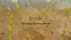  Presentation with rice fields - Cool new PPT layouts with view-of-rice-fields-detail backdrop and a gold colored foreground