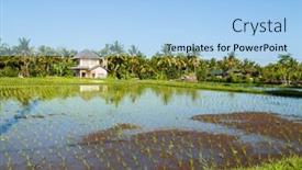  Presentation with rice fields - Theme enhanced with view-of-rice-fields-detail background and a light blue colored foreground
