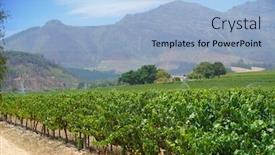  Presentation with vineyards - Audience pleasing slides consisting of view-of-stellenbosch-vineyards-south backdrop and a light blue colored foreground