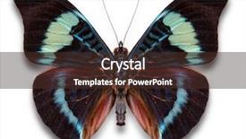  Presentation with butterfly - PPT theme consisting of view of the color butterfly background and a tawny brown colored foreground