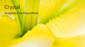  Presentation with lily - Cool new presentation theme with view of the white lily backdrop and a yellow colored foreground