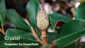  Presentation with fruit tree - Slide deck consisting of view of tree branch with magnolia fruit background and a tawny brown colored foreground