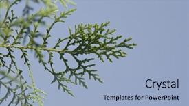  Presentation with low angle view of fictitious - Slides enhanced with view of twigs gurgaon haryana background and a  colored foreground