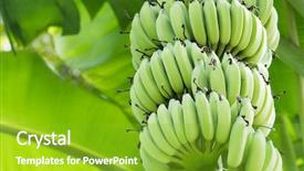  Presentation with unripe - Slide deck featuring view of unripe green banana background and a shamrock green colored foreground