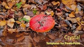  Presentation with red - Slide deck enhanced with view-of-vibrant-red-amanita background and a tawny brown colored foreground