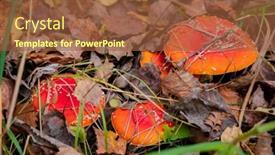  Presentation with fly - Slides with view-of-vibrant-red-amanita background and a tawny brown colored foreground