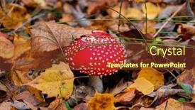  Presentation with fly - PPT theme having view-of-vibrant-red-amanita background and a tawny brown colored foreground
