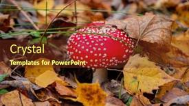  Presentation with red - Presentation featuring view-of-vibrant-red-amanita background and a tawny brown colored foreground