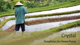  Presentation with organic rice - Slide set featuring view of worker on rice background and a yellow colored foreground