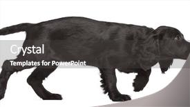  Presentation with working - PPT theme consisting of view of working cocker spaniel background and a dark gray colored foreground