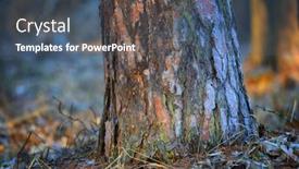  Presentation with tree step - PPT theme with view-on-pine-tree-trunk background and a  colored foreground