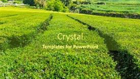  Presentation with tea plantation - Beautiful PPT theme featuring view-on-tea-plantation-rows backdrop and a tawny brown colored foreground