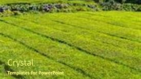  Presentation with tea plantation - Audience pleasing PPT theme consisting of view-on-tea-plantation-rows backdrop and a tawny brown colored foreground