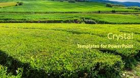  Presentation with tea plantation - Presentation design enhanced with view-on-tea-plantation-rows background and a tawny brown colored foreground