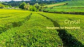  Presentation with tea plantation - Amazing slide deck having view-on-tea-plantation-rows backdrop and a tawny brown colored foreground