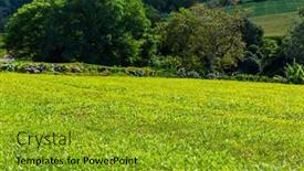  Presentation with tea plantation - Slide set with view-on-tea-plantation-rows background and a gold colored foreground