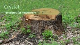  Presentation with spring tree - PPT theme consisting of view-on-tree-stump background and a tawny brown colored foreground
