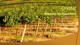  Presentation with vineyard - Presentation consisting of view-over-la-fitta-vineyard background and a tawny brown colored foreground