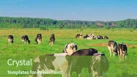  Presentation with cow milk - Slides with view producing milk animals background and a tawny brown colored foreground