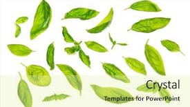  Presentation with sweet basil - Slides having view scattered fresh sweet basil background and a blonde colored foreground