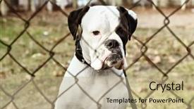  Presentation with chain link fence - Slide set enhanced with view through chain link fence background and a  colored foreground