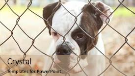  Presentation with chain link fence - Presentation theme consisting of view through chain link fence background and a  colored foreground