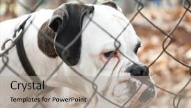  Presentation with chain link fence - Beautiful slide set featuring view through chain link fence backdrop and a  colored foreground