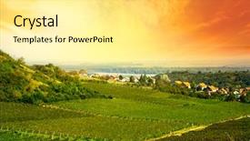  Presentation with vineyard - PPT layouts enhanced with view to vineyard in serbia background and a blonde colored foreground