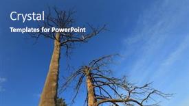  Presentation with pine trees - PPT layouts having view-uo-on-two-old background and a ocean colored foreground