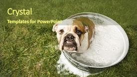 Presentation with dog bath - Amazing PPT theme having viewer from tub of bath backdrop and a tawny brown colored foreground
