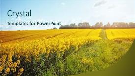  Presentation with artistic - PPT theme with views of the endless canola background and a cool aqua colored foreground