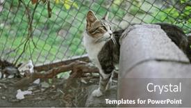  Presentation with cat - PPT layouts with vigilant-tabby-cat-with-white background and a dark gray colored foreground