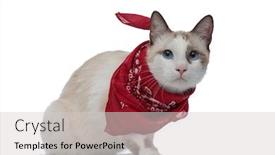  Presentation with meeting red white blue - Colorful PPT theme enhanced with vigilance - vigilent metis cat with red backdrop and a light gray colored foreground