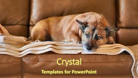  Presentation with dog baby cute child - Cool new PPT theme with vigils - cute small dog backdrop and a tawny brown colored foreground