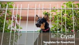  Presentation with superhero dog - Cool new slide deck with vigils - dog barking on balcony backdrop and a tawny brown colored foreground