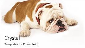  Presentation with english bulldog - Slide deck featuring vigils - english bulldog background and a white colored foreground