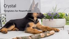  Presentation with german - Colorful slide deck enhanced with vigils - german shepherd puppy charging outside backdrop and a light gray colored foreground