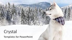  Presentation with husky - PPT layouts featuring vigils - purebred husky in snow background and a white colored foreground