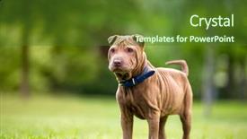  Presentation with pei - Cool new presentation with vigils - shar pei puppy in garden backdrop and a tawny brown colored foreground