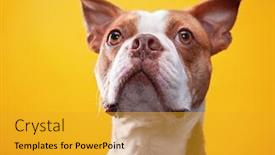  Presentation with tv show studio camera - Colorful presentation theme enhanced with vignetted-studio-shot backdrop and a gold colored foreground