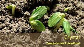  Presentation with cucumbers - Cool new slides with vigorous-young-growth-of-cucumbers backdrop and a tawny brown colored foreground