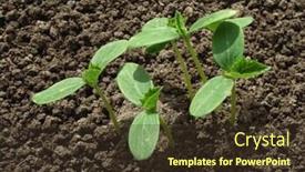  Presentation with cucumbers - Amazing PPT layouts having vigorous-young-growth-of-cucumbers backdrop and a tawny brown colored foreground